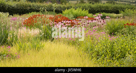 Insel Betten von Hardy mehrjährige Pläne wie Echinacea und helenium mit goldenen Gräser bei Hauser und Wirth Bruton Somerset UK Stockfoto