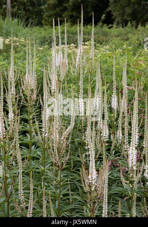 Veronicastrum virginicum 'Album' in einem staudenbeet in Somerset Garden UK wachsende Stockfoto