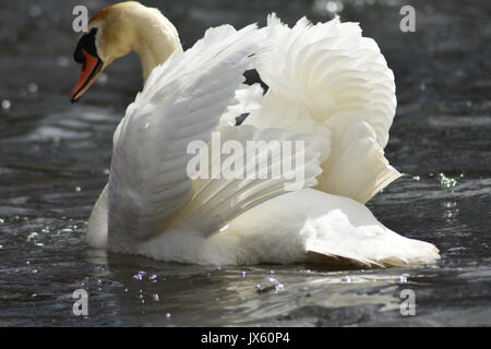 Mute swan auf Silber See Stockfoto
