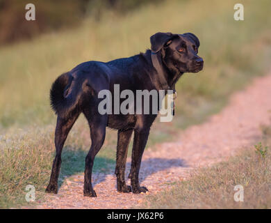 Ein schwarzer Labrador Mischling Hund in der Morgensonne steht. Stockfoto
