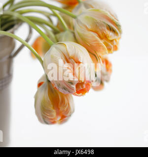 Apricotfarben Tulpen Stockfoto