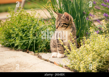 Horizontale Foto von wenigen Wochen altes Kätzchen. Tomcat mit Gestromten Fell, weiße Pfoten und Brust. Katze sitzt auf Beton Fliesen im Garten mit ein paar Kräuter um l Stockfoto