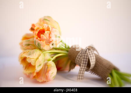 Apricotfarben Tulpen Stockfoto