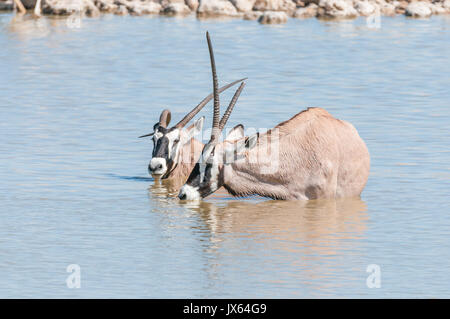 Zwei Oryx, auch gemsbok, eines mit einem deformierten Horn, einer mit gebrochenen Horn genannt, die in einem Wasserloch im Norden Namibias Stockfoto