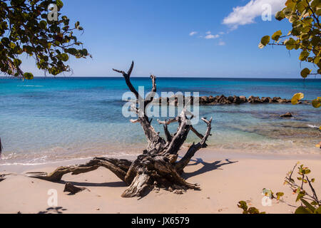 Ein treibholz Baum am Strand in der Nähe von Port St. Charles, Barbados, Karibik Inseln Stockfoto