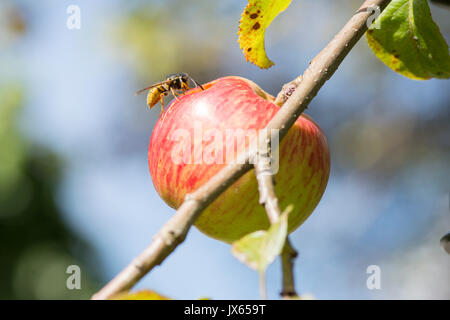 Gemeinsame Wasp, Vespula vulgaris, essen Loch in Essen apple, Sussex, UK. August Stockfoto