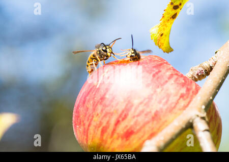 Zwei gemeinsame Wespen Vespula vulgaris, essen Loch in Essen apple, Sussex, UK. August Stockfoto