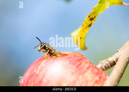 Gemeinsame Wasp, Vespula vulgaris, essen Loch in Essen apple, Sussex, UK. August Stockfoto