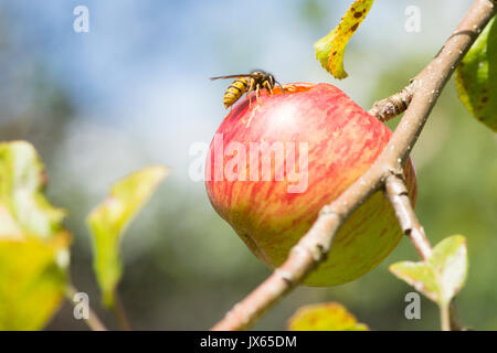 Gemeinsame Wasp, Vespula vulgaris, essen Loch in Essen apple, Sussex, UK. August Stockfoto