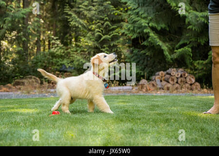 Golden Retriever Welpen 'Ivy' sein aufmerksam als Er beobachtet seine Besitzerin in Issaquah, Washington, USA Stockfoto