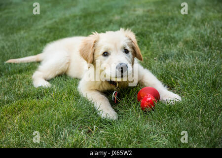 Golden Retriever Welpen 'Ivy' ruht auf seinen Rasen mit seinem roten kauen Spielzeug in Issaquah, Washington, USA Stockfoto