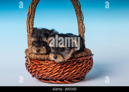 Zwei Teetasse Yorkshire Terrier Welpen in einem kleinen Korb in einer Einstellung Studio sitzen Stockfoto