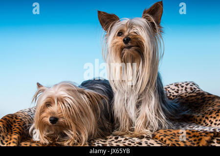 Männlichen und weiblichen Erwachsenen Teetasse Yorkshire Terrier hunde in einem Studio. Das Weibchen wiegt 2,5 kg und der männlichen 4 Pfund. Stockfoto