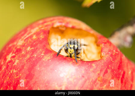 Gemeinsame Wasp, Vespula vulgaris, essen Loch in Essen apple, Sussex, UK. August Stockfoto