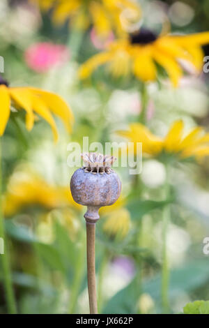 Poppy seedpod Kapsel in einen englischen Garten. Großbritannien Stockfoto