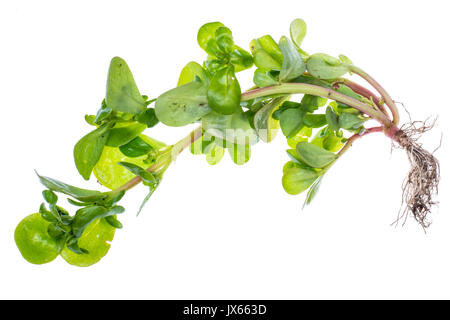 Portulak frischen Kräutern aus dem Garten. Studio Foto Stockfoto