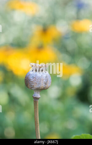 Poppy seedpod Kapsel in einen englischen Garten. Großbritannien Stockfoto