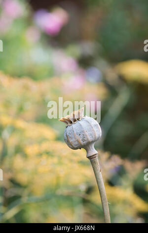 Poppy seedpod Kapsel in einen englischen Garten. Großbritannien Stockfoto