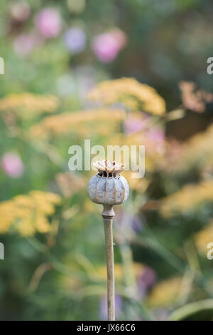 Poppy seedpod Kapsel in einen englischen Garten. Großbritannien Stockfoto