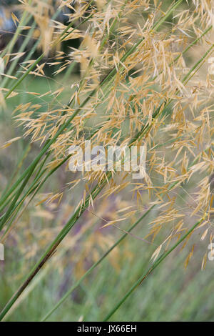 Stipa gigantea 'Gold Fontaene'. Goldenen Hafer. Riesige Feder Gras im Juli GROSSBRITANNIEN Stockfoto