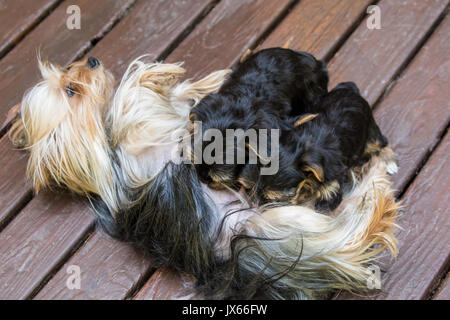 Drei Teetasse Yorkshire Terrier Welpen Pflege auf einer Holzterrasse in Issaquah, Washington, USA Stockfoto