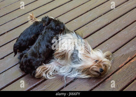 Drei Teetasse Yorkshire Terrier Welpen Pflege auf einer Holzterrasse in Issaquah, Washington, USA Stockfoto