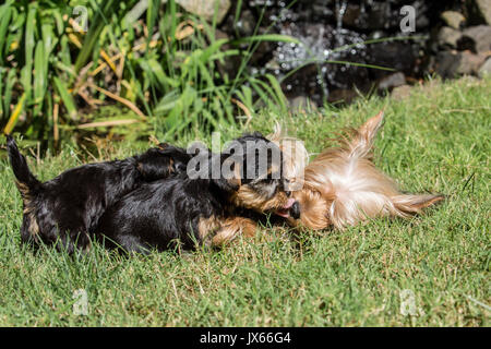 Drei Teetasse Yorkshire Terrier Welpen, zwei Pflege- und ein Küssen seiner Mutter auf einem Rasen in Issaquah, Washington, USA Stockfoto