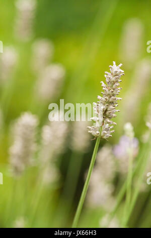 Getrocknetem lavendel Blüten wachsen in einem Garten in Issaquah, Washington, USA Stockfoto