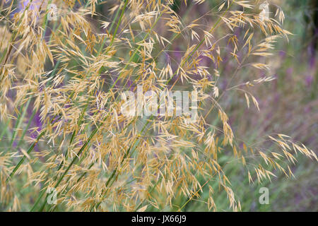 Stipa gigantea 'Gold Fontaene'. Goldenen Hafer. Riesige Feder Gras im Juli GROSSBRITANNIEN Stockfoto