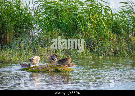 Die Enten in der Natur finden, Waschen, Fliegen und Schwimmen. Stockfoto