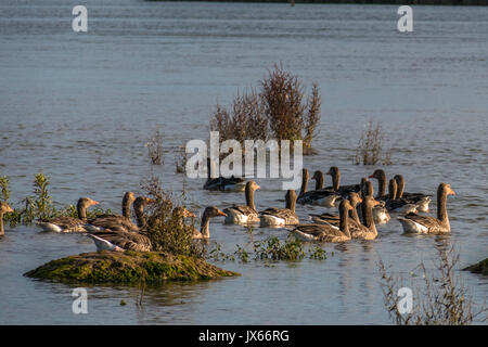 Die Enten in der Natur finden, Waschen, Fliegen und Schwimmen. Stockfoto