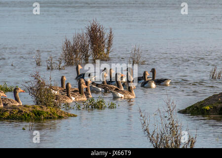 Die Enten in der Natur finden, Waschen, Fliegen und Schwimmen. Stockfoto