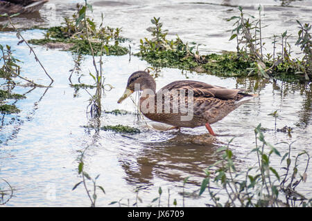 Die Enten in der Natur finden, Waschen, Fliegen und Schwimmen. Stockfoto