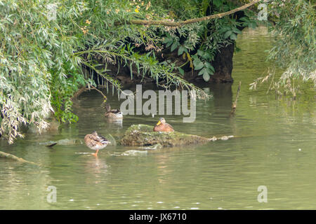 Die Enten in der Natur finden, Waschen, Fliegen und Schwimmen. Stockfoto