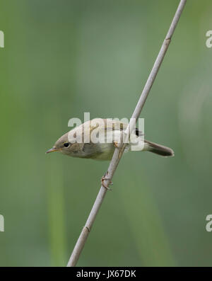 Chiffchaff in einem Reed Bett, Powys, 2017 Stockfoto