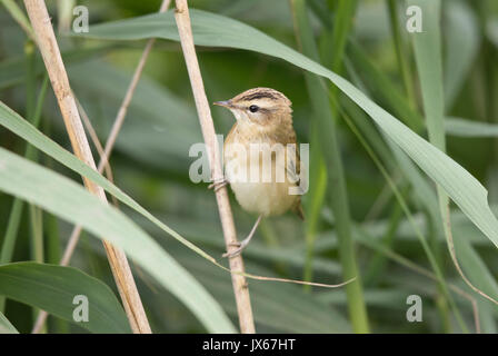 Schilfrohrsänger in einem Reed Bett, August 2017, Shropshire Grenze mit Wales Stockfoto