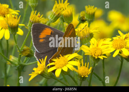 Nahaufnahme eines weiblichen braunen Haarsträhnen-Schmetterlings (Thecla betulae) auf Ragwurzblüten, Vereinigtes Königreich Stockfoto