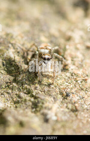 Nahaufnahme einer winzigen Zebra jumping Spider (Salticus scenicus) Stockfoto