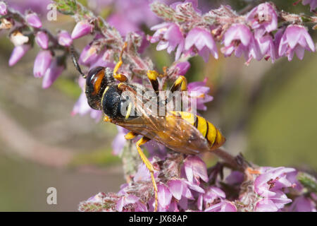 In der Nähe von beewolf (Philanthus triangulum), ein einsamer Wespenart, auf Rosa ling Heather im Sommer in Surrey, Großbritannien Stockfoto