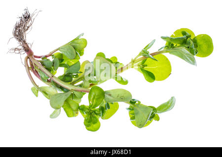 Portulak frischen Kräutern aus dem Garten. Studio Foto Stockfoto