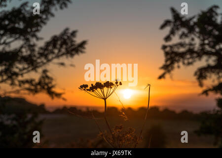 Grobe Kerbel anlage Silhouette gegen Sonnenuntergang, Farley Mount Country Park, Hampshire, Großbritannien Stockfoto