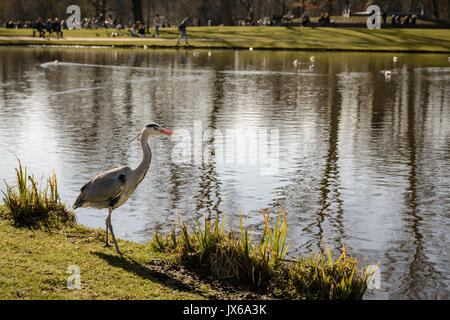 Ein Storch am Vondelpark in Amsterdam (Niederlande). März 2015. Querformat. Stockfoto