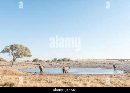 Drei afrikanische Elefanten, Loxodonta africana, an einem Wasserloch im Norden Namibias Stockfoto