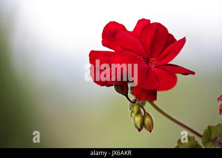 Red Geranien Blume blüht Makro auf grünem Hintergrund. Roten Geranien im Sommergarten. Stockfoto