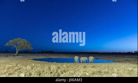 Drei afrikanische Elefanten, Loxodonta africana, Trinkwasser auf einem künstlich Wasserloch im Norden Namibias nach Sonnenuntergang leuchtet Stockfoto