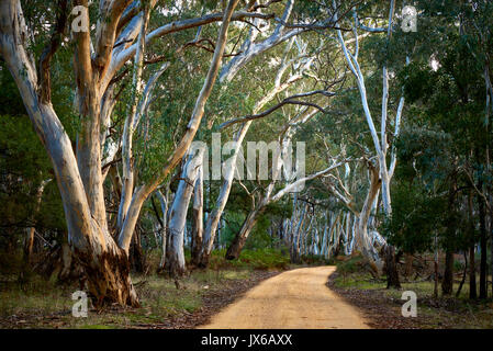 Kurvenreiche Straße in der Nähe der kleine touristische Stadt Halls Gap. Grampians Region von Victoria, Australien. Stockfoto