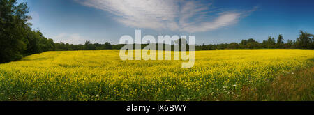 Panoramablick auf gelb blühende Raps Feld unter blauem Himmel im Sommer in Collingwood, Ontario Stockfoto