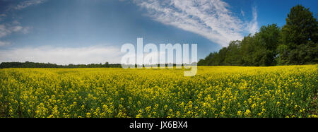 Panoramablick auf gelb blühende Raps Feld unter blauem Himmel im Sommer in Collingwood, Ontario Stockfoto