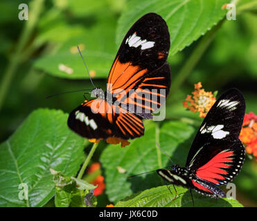 Zwei Briefträger Schmetterlinge auf Blumen Stockfoto