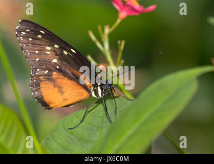 Cream-Spotted Tigerwing (Tithorea tarricina) Stockfoto